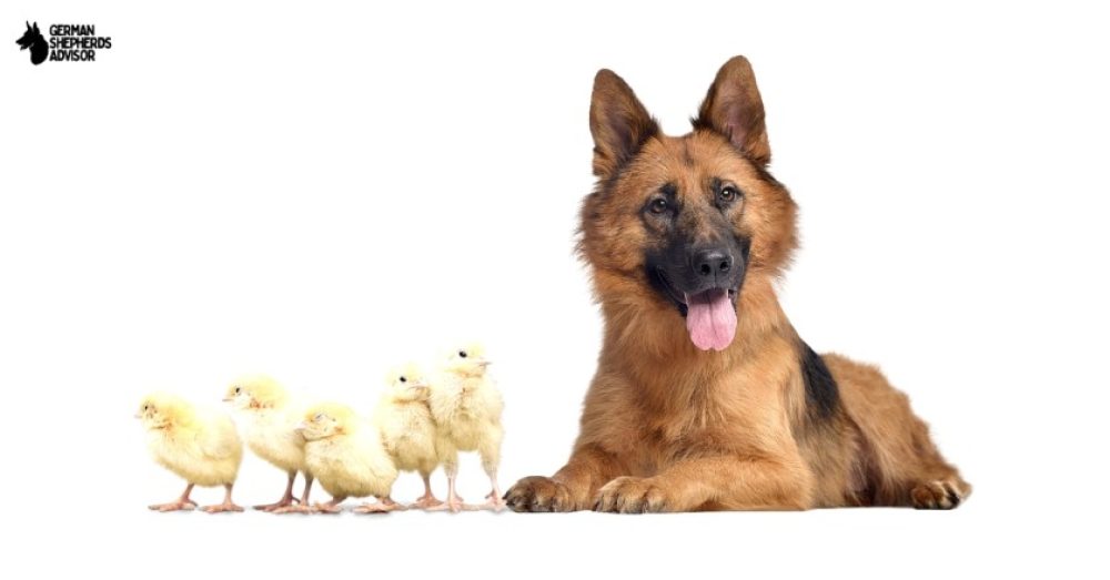 Are German Shepherds Good with Chickens