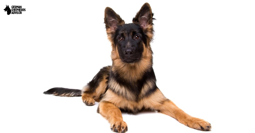 German Shepherd Scary: Is It A Mith Or Truth?