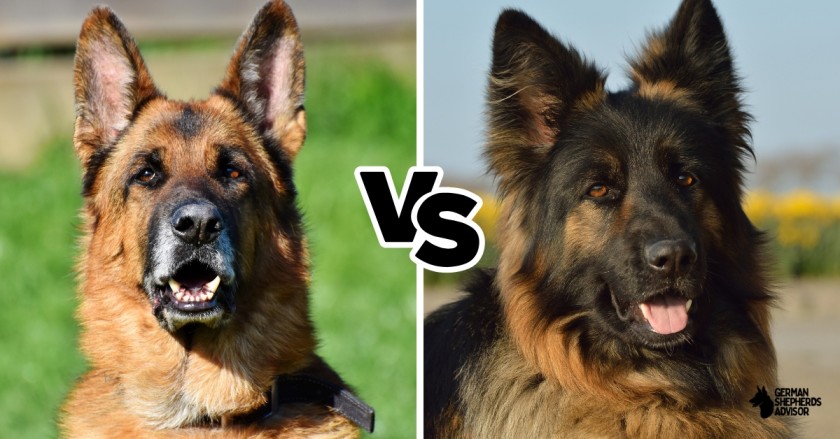 Long Haired German Shepherd vs. Short Haired: Which One Is Better?