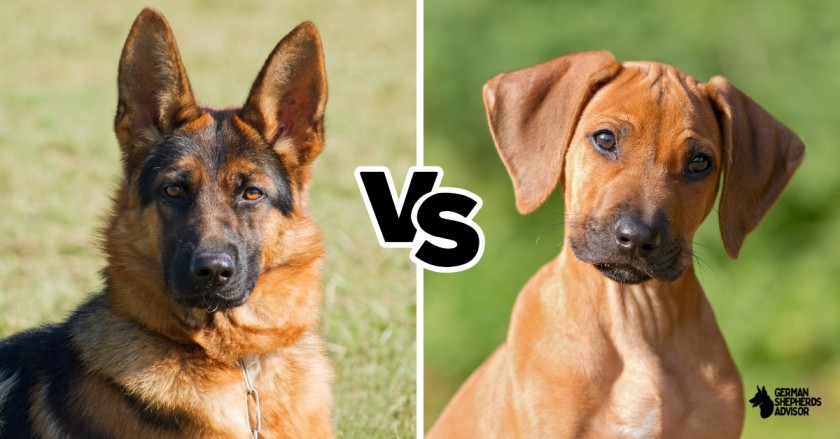 Dog Breed Comparison: Rhodesian Ridgeback vs German Shepherd