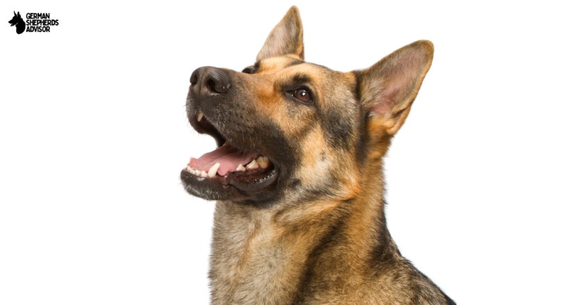 Why Does My German Shepherd Whine so Much: My Concern!