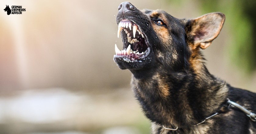 Why are German Shepherds Aggressive: Is It Right?