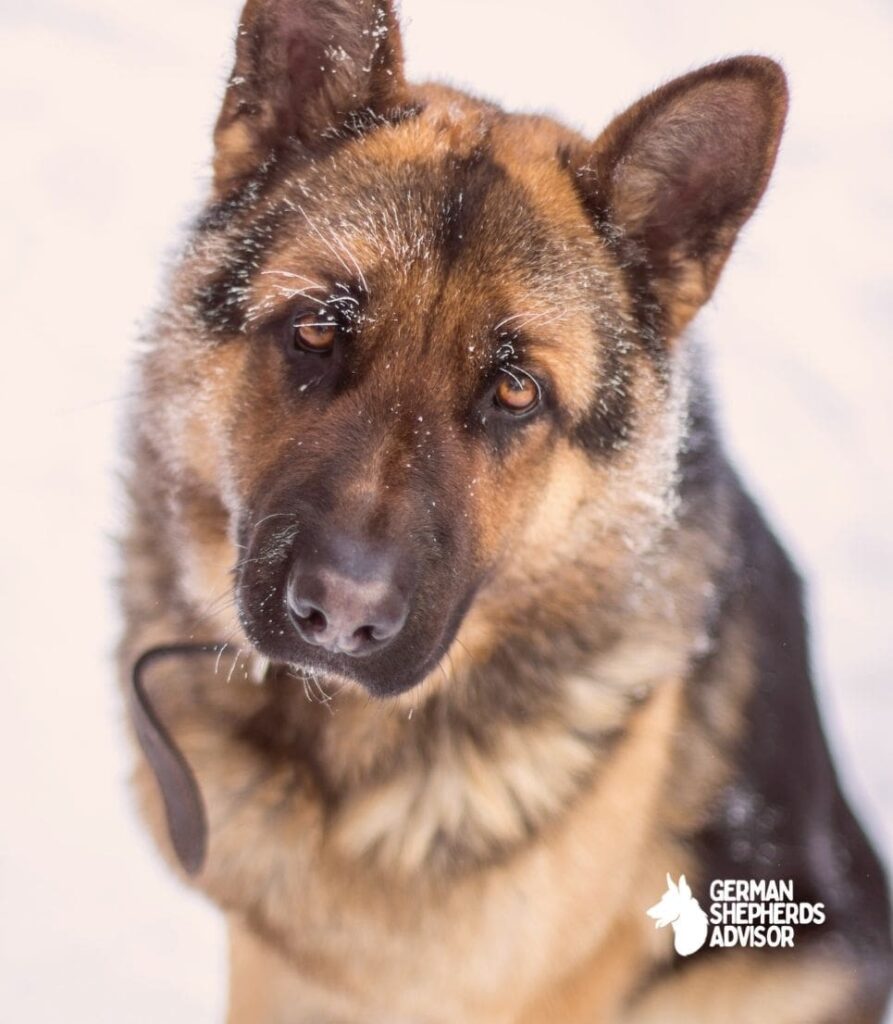 Why Is My German shepherd Sad Should I Be Worried? Behavior