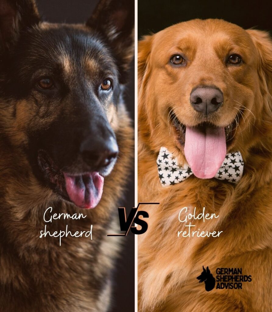 German Shepherd vs. Golden retriever Who Will Win? Comparison