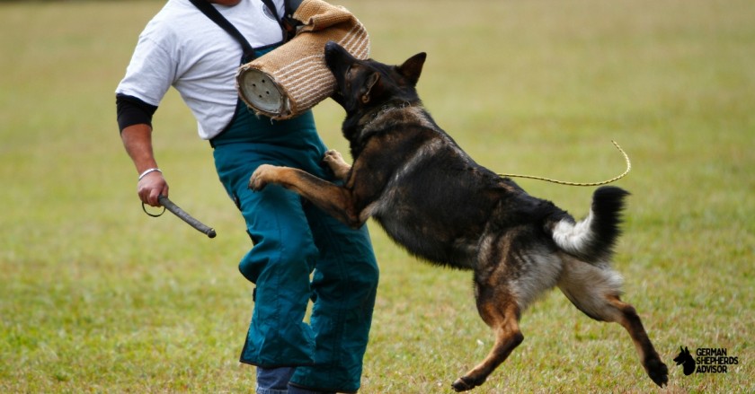 Are German Shepherds Good Hunting Dogs? Some Useful Facts!