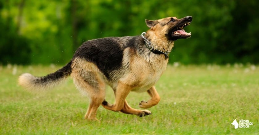 Are German Shepherds Hyper? The Things You Need To Know