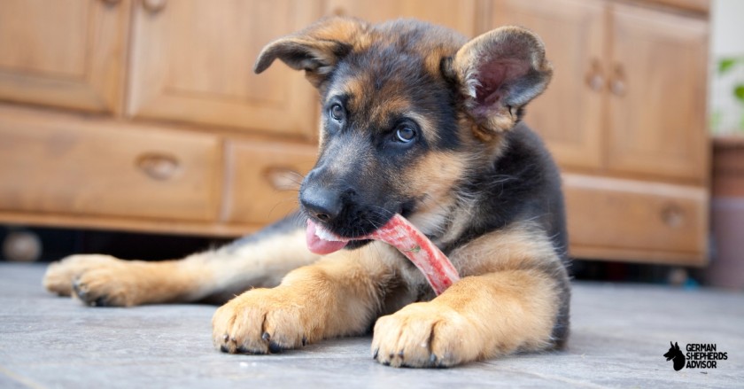 Best Bones For German Shepherd: An ultimate Treat For Your Dog!