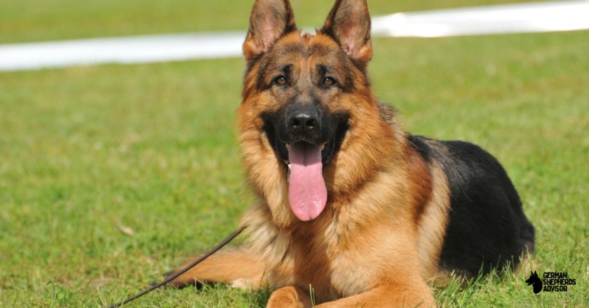 What Is The Average German Shepherd Lifespan? Here’s All You Should Know