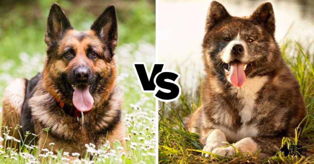 German Shepherd vs Akita