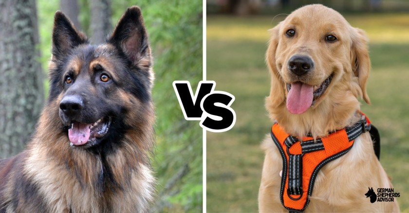 German Shepherd vs Golden retriever: Who Will Win?