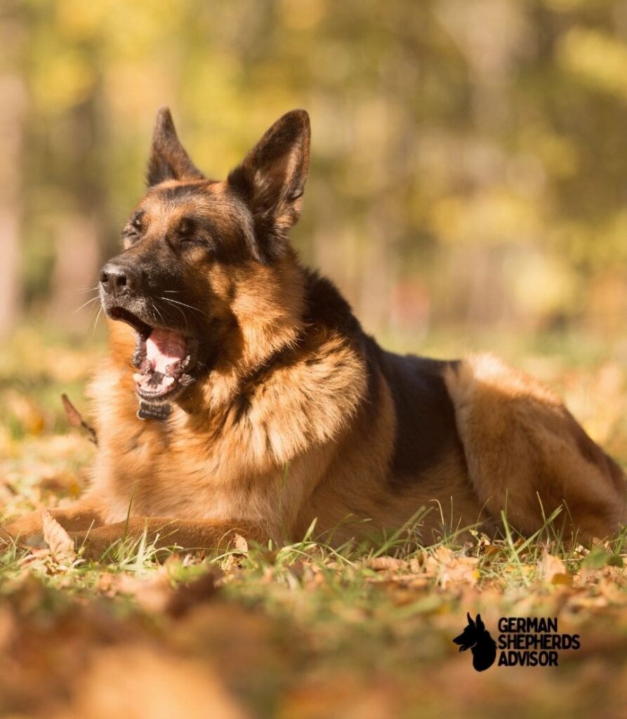 German Shepherd LifespanHow Long They Live? Breed