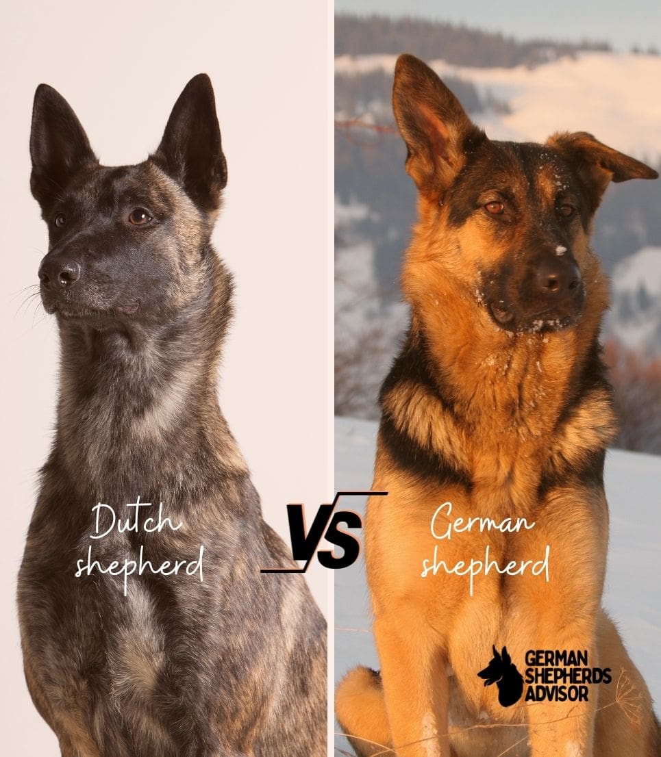 Dutch Shepherd Vs. German Shepherd: Who Is The Winner? | Comparison