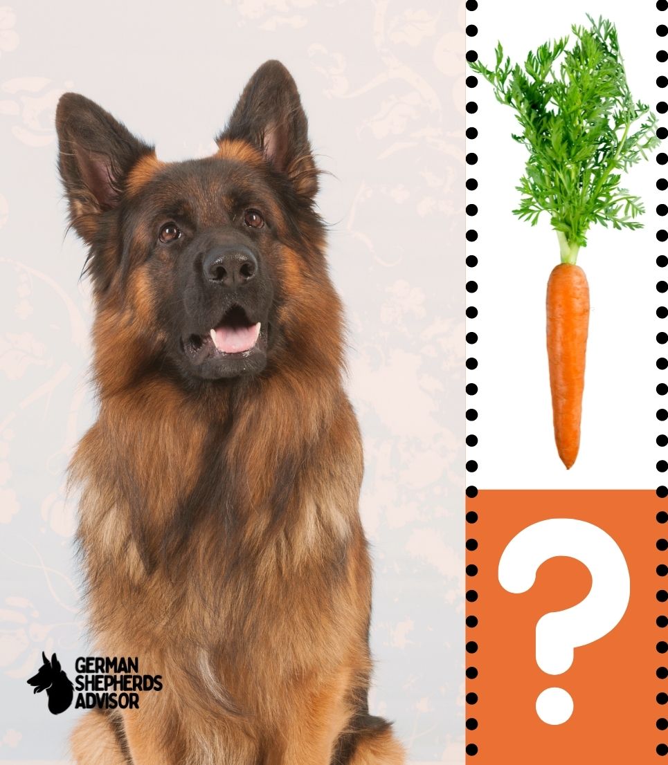 can-german-shepherds-eat-carrots-are-they-safe-health