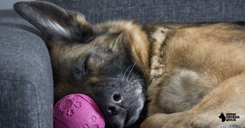 Best Puzzle Toys For Your German Shepherd: Invest In Your Dog!