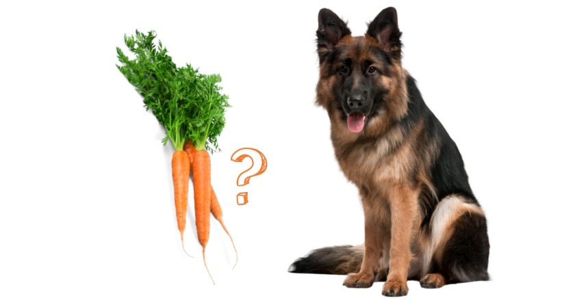 Can German Shepherds Eat Carrots? Are they safe?