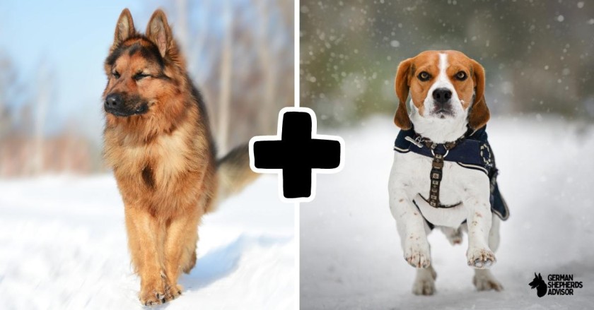 German Shepherd Beagle Mix: A Rare Breed!
