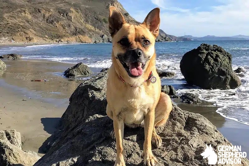 German Shepherd Pug Mix