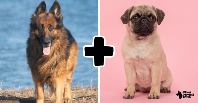 German Shepherd Pug Mix: A Dog With An Attitude