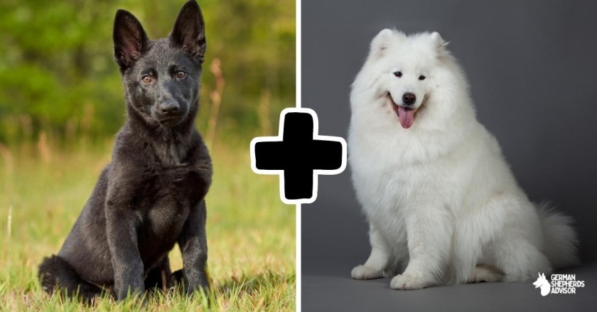 German Shepherd Samoyed Mix: How Much Does It Cost?