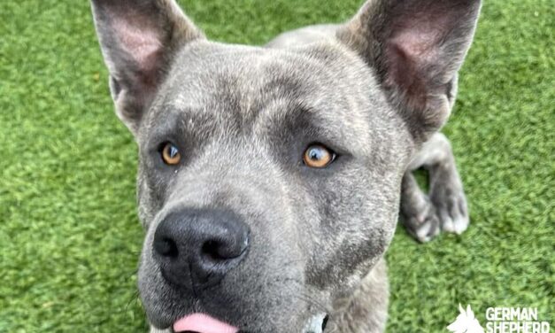 Akita Pitbull Mix dog Breed Info: Meet The Akita Pit