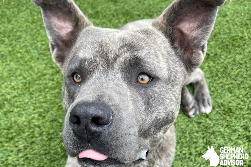 Akita Pitbull Mix dog Breed Info: Meet The Akita Pit