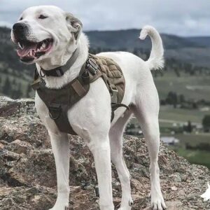 American Bulldog Great Pyrenees Mix