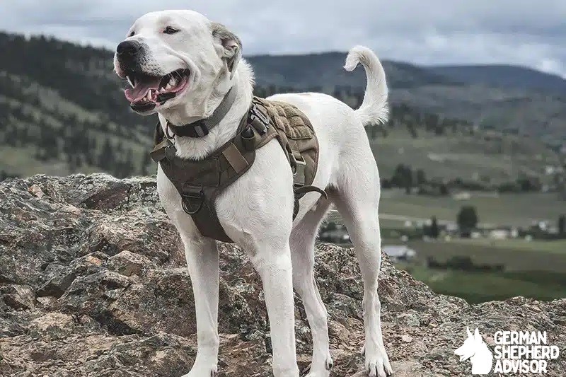 American Bulldog Great Pyrenees Mix