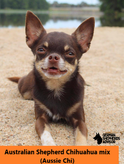 Australian Shepherd Chihuahua mix