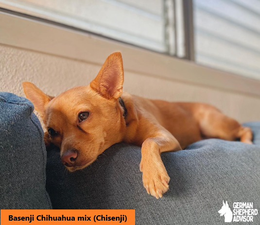 Basenji Chihuahua mix