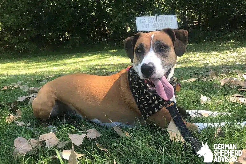 Beagle Boxer Mix