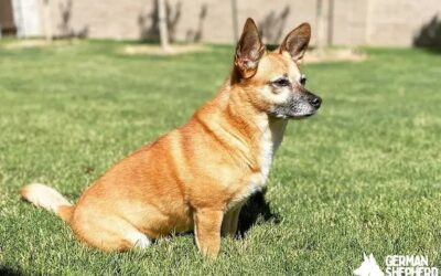 Beagle Chihuahua Mix: Meet The Cheagle Dog