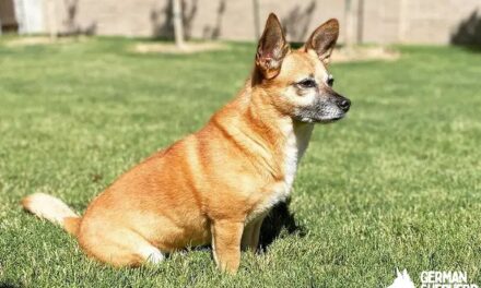 Beagle Chihuahua Mix: Meet The Cheagle Dog