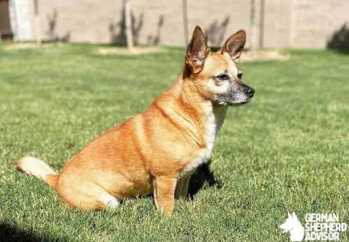 Beagle Chihuahua Mix dog