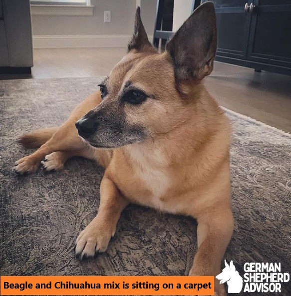 Beagle and Chihuahua mix is sitting on a carpet