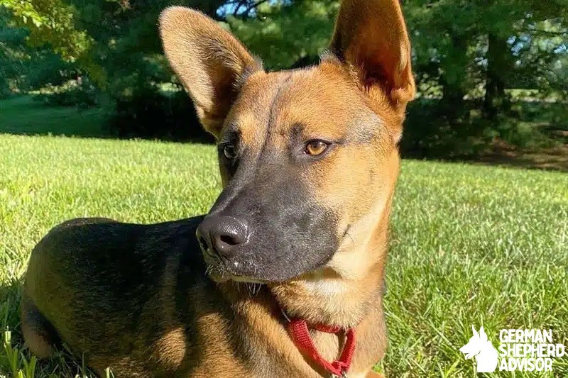 Black Mouth Cur German Shepherd Mix