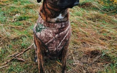 Black Mouth Cur Pitbull Mix: Welcome Black Mouth Pit