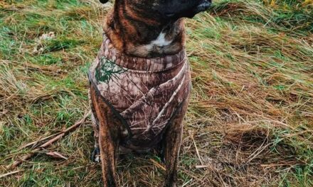 Black Mouth Cur Pitbull Mix: Welcome Black Mouth Pit