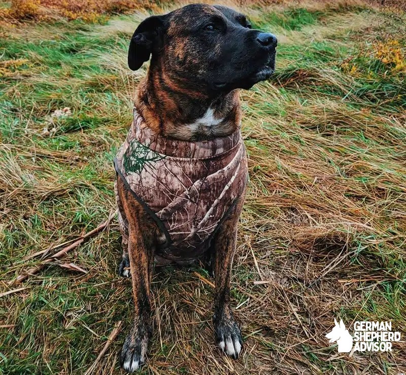 Black Mouth Cur Pitbull Mix