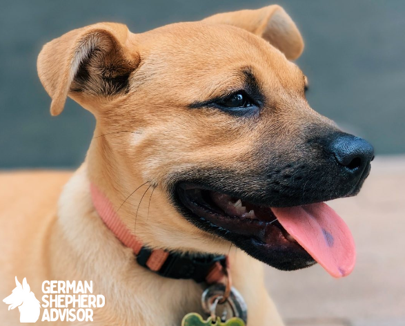 Black Mouth Cur dog