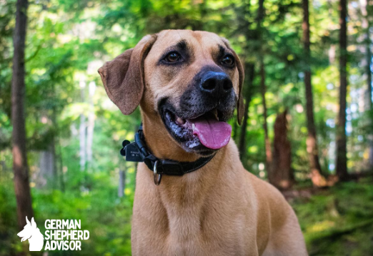 Black Mouth Cur dog