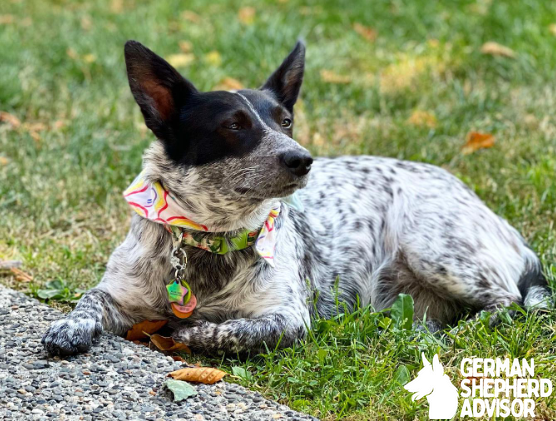 Blue Heeler Corgi mix