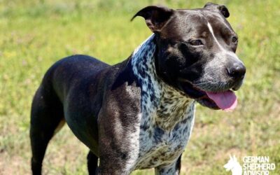 Blue Heeler Pitbull Mix Breed Info, Pictures, and Characteristics