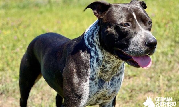 Blue Heeler Pitbull Mix Breed Info, Pictures, and Characteristics