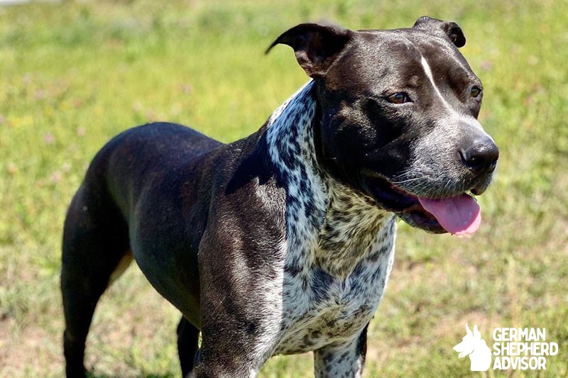 Blue Heeler Pitbull Mix Breed Info, Pictures, and Characteristics