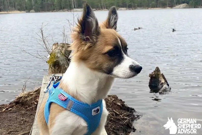 Border Collie Chihuahua Mix