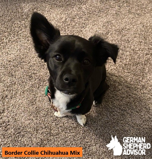 Border Collie Chihuahua Mix