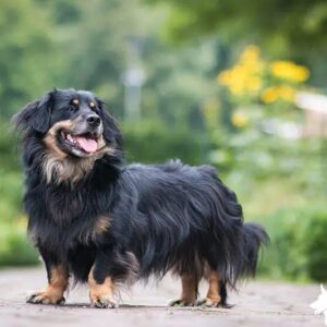 Border Collie Dachshund Mix