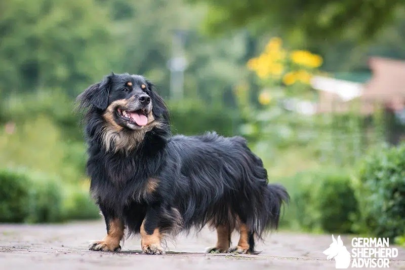 Border Collie Dachshund Mix