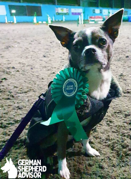 Boston Terrier Chihuahua mix dog got top position in games