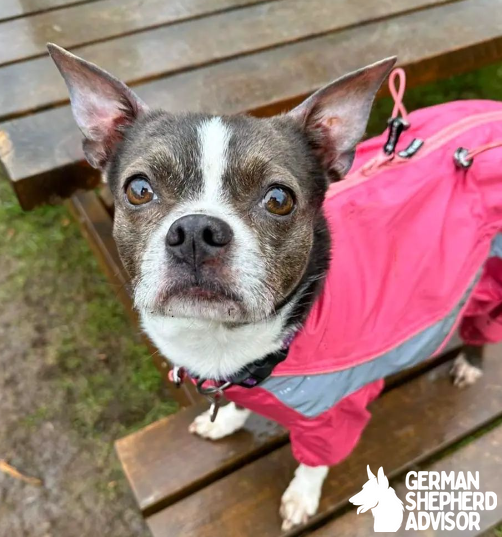 Boston Terrier and Chihuahua mix dog